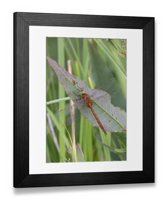 Framed Print : Green-eyed hawker (Aeshna isoceles) resting on a leaf, Norfolk, England, UK. June Framed Print : Green-eyed hawker (Aeshna isoceles) resting on a leaf, Norfolk, England, UK. June