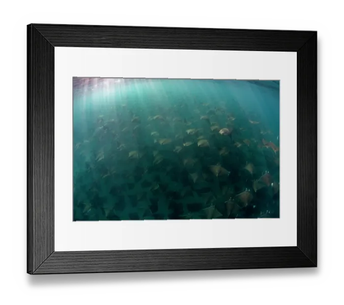 Framed Print : Munk's devil rays (Mobula munkiana) large shoal aggregating underwater with sunrays penetrating sea surface, La Ventana, Baja California, Mexico, Sea of Cortez Framed Print : Munk's devil rays (Mobula munkiana) large shoal aggregating underwater with sunrays penetrating sea surface, La Ventana, Baja California, Mexico, Sea of Cortez