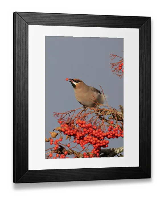 Framed Print : RF - Waxwing (Bombycilla garrulus) perched on branch feeding on berries, Norfolk, England, UK. November. (This image may be licensed either as rights managed or royalty free.) Framed Print : RF - Waxwing (Bombycilla garrulus) perched on branch feeding on berries, Norfolk, England, UK. November. (This image may be licensed either as rights managed or royalty free.)