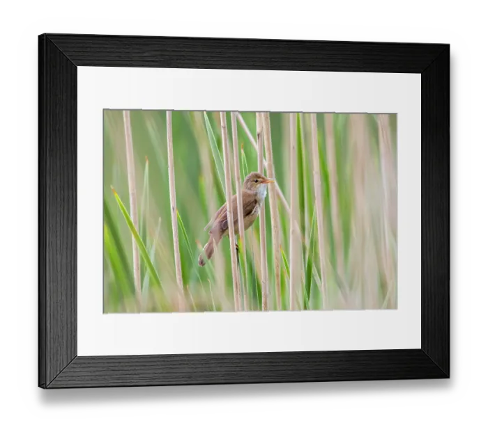 Framed Print : Common reed warbler (Acrocephalus scirpaceus) perched in reedbed along lake in spring, Flanders, Belgium. May Framed Print : Common reed warbler (Acrocephalus scirpaceus) perched in reedbed along lake in spring, Flanders, Belgium. May