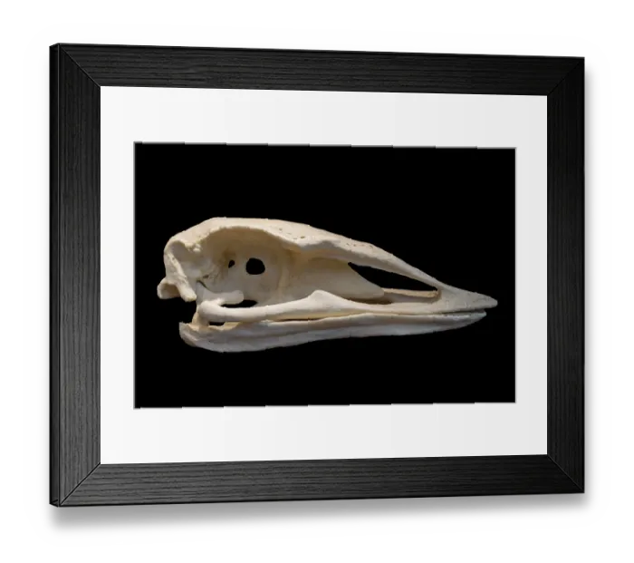Framed Print : Skull of elephant bird, extinct flightless bird belonging to the order Aepyornithiformes that were native to the island of Madagascar Framed Print : Skull of elephant bird, extinct flightless bird belonging to the order Aepyornithiformes that were native to the island of Madagascar