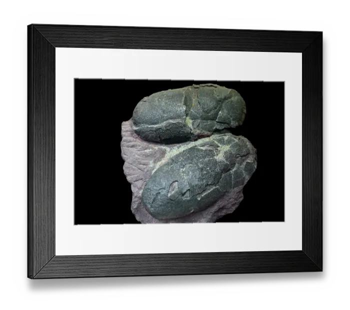 Framed Print : Fossilized oviraptor eggs from the Late Cretaceous period, Mongolia. May, 2023 Framed Print : Fossilized oviraptor eggs from the Late Cretaceous period, Mongolia. May, 2023