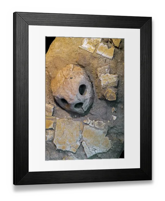 Framed Print : Sea turtle (Lytoloma elegans / Rhinochelys elegans) skull fossil and fossilised carapace fragments from the Late Cretaceous Period, Morocco. May, 2023 Framed Print : Sea turtle (Lytoloma elegans / Rhinochelys elegans) skull fossil and fossilised carapace fragments from the Late Cretaceous Period, Morocco. May, 2023