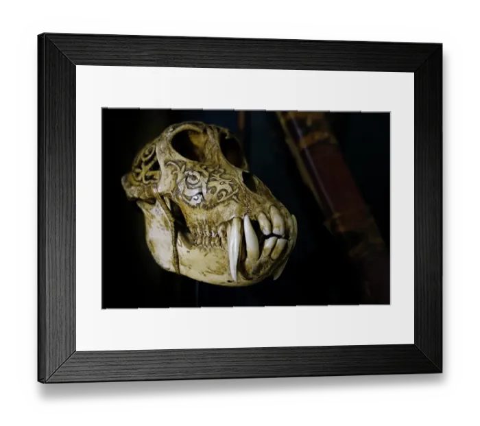 Framed Print : Old antique engraved Sun bear (Helarctos malayanus) tribal trophy skull carved with incised designs, Dayak / Dajak art, native to Borneo Framed Print : Old antique engraved Sun bear (Helarctos malayanus) tribal trophy skull carved with incised designs, Dayak / Dajak art, native to Borneo
