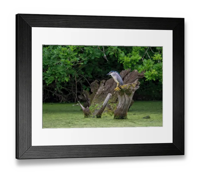 Framed Print : Black-crowned night heron (Nycticorax nycticorax) perched on tree trunk in pond, La Brenne, Indre, France. May Framed Print : Black-crowned night heron (Nycticorax nycticorax) perched on tree trunk in pond, La Brenne, Indre, France. May