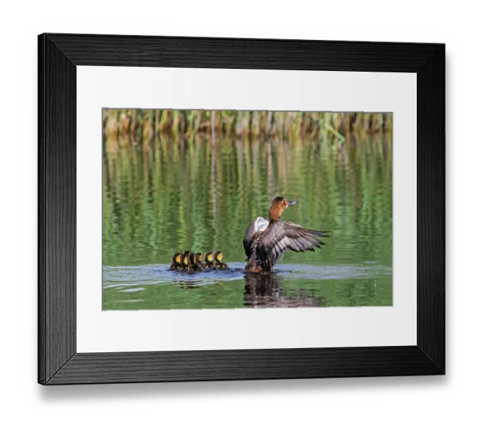 Framed Print : Common pochard (Aythya ferina) female with chicks flapping wings in pond, La Brenne, Indre, France. May Framed Print : Common pochard (Aythya ferina) female with chicks flapping wings in pond, La Brenne, Indre, France. May