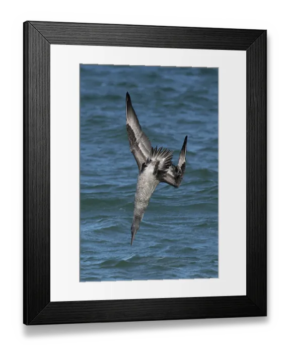 Framed Print : Northern gannet (Morus bassanus) juvenile, diving for fish, Norfolk, England, UK. October Framed Print : Northern gannet (Morus bassanus) juvenile, diving for fish, Norfolk, England, UK. October