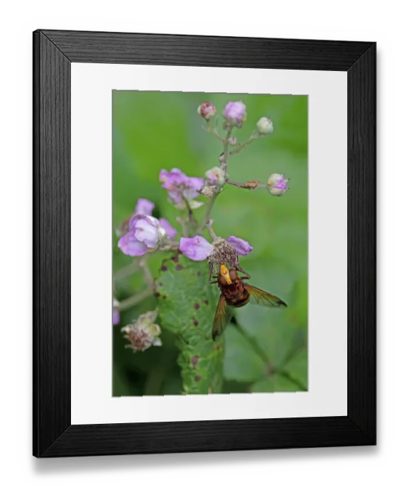 Framed Print : Hornet hoverfly (Volucella zonaria) nectaring on a flower, Norfolk, England, UK. July Framed Print : Hornet hoverfly (Volucella zonaria) nectaring on a flower, Norfolk, England, UK. July