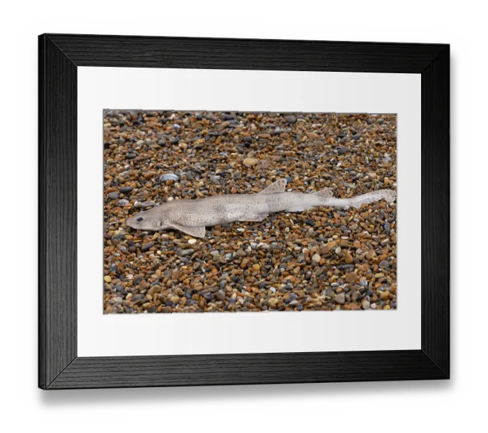 Framed Print : Lesser spotted dogfish (Scyliorhinus canicula) washed up on beach during a storm, Norfolk, England, UK. October Framed Print : Lesser spotted dogfish (Scyliorhinus canicula) washed up on beach during a storm, Norfolk, England, UK. October