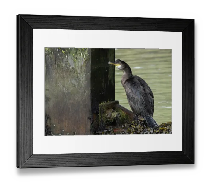 Framed Print : Shag (Phalacrocorax aristotelis) juvenile, perched on lock, Mutford Lock, Suffolk, England, UK. October Framed Print : Shag (Phalacrocorax aristotelis) juvenile, perched on lock, Mutford Lock, Suffolk, England, UK. October