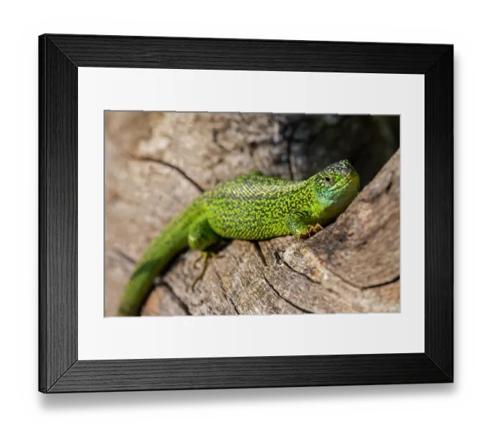 Framed Print : Western green lizard (Lacerta bilineata) male, basking on tree trunk, La Brenne, Indre, France. May Framed Print : Western green lizard (Lacerta bilineata) male, basking on tree trunk, La Brenne, Indre, France. May