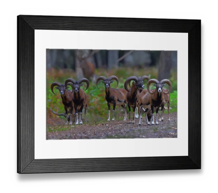 Framed Print : European mouflon (Ovis aries musimon) herd in woodland, Parc de la Haute Touche, Obterre, Indre, France. September Framed Print : European mouflon (Ovis aries musimon) herd in woodland, Parc de la Haute Touche, Obterre, Indre, France. September