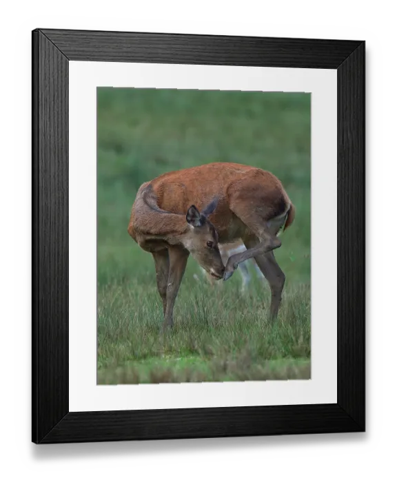Framed Print : Red deer (Cervus elaphus) scratching its nose with its foot, Parc de la Haute Touche, Obterre, Indre, France. September Framed Print : Red deer (Cervus elaphus) scratching its nose with its foot, Parc de la Haute Touche, Obterre, Indre, France. September