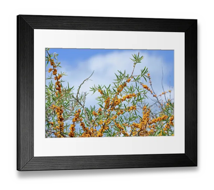 Framed Print : Common sea buckthorn (Hippophae rhamnoides) berries, North Sea coast, Belgium. August Framed Print : Common sea buckthorn (Hippophae rhamnoides) berries, North Sea coast, Belgium. August