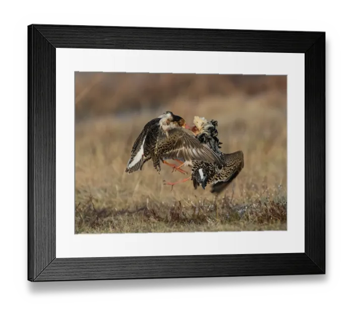 Framed Print : Two Ruffs (Calidris pugnax) male, fighting at lek, Pokka, Finland, Lapland. May
