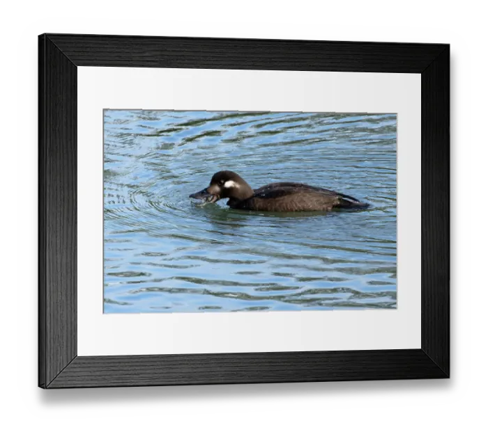 Framed Print : Velvet scoter (Melanitta fusca) juvenile on water swallowing a fish, Oulton Broad, Suffolk, England, UK. November Framed Print : Velvet scoter (Melanitta fusca) juvenile on water swallowing a fish, Oulton Broad, Suffolk, England, UK. November