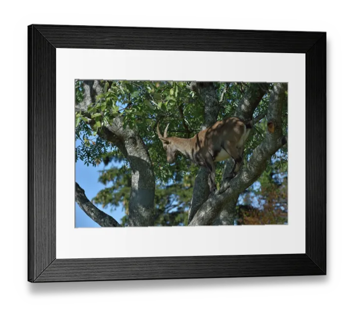 Framed Print : Alpine ibex (Capra ibex) standing in tree, looking down, Jura, Switzerland. September