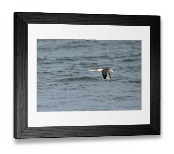 Framed Print : Red-throated diver (Gavia stellata) winter plumage, in flight over water, Norfolk, England, UK. October Framed Print : Red-throated diver (Gavia stellata) winter plumage, in flight over water, Norfolk, England, UK. October