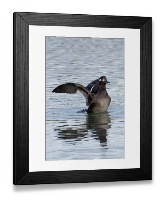 Framed Print : Velvet scoter (Melanitta fusca) juvenile on water spreading its wings, Oulton Broad, Suffolk, England, UK. November Framed Print : Velvet scoter (Melanitta fusca) juvenile on water spreading its wings, Oulton Broad, Suffolk, England, UK. November