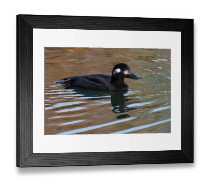 Framed Print : Velvet scoter (Melanitta fusca) juvenile on water, Oulton Broad, Suffolk, England, UK. November Framed Print : Velvet scoter (Melanitta fusca) juvenile on water, Oulton Broad, Suffolk, England, UK. November