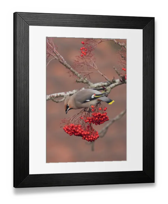 Framed Print : Waxwing (Bombycilla garrulus) perched on branch feeding on berries, Norfolk, England, UK. November Framed Print : Waxwing (Bombycilla garrulus) perched on branch feeding on berries, Norfolk, England, UK. November