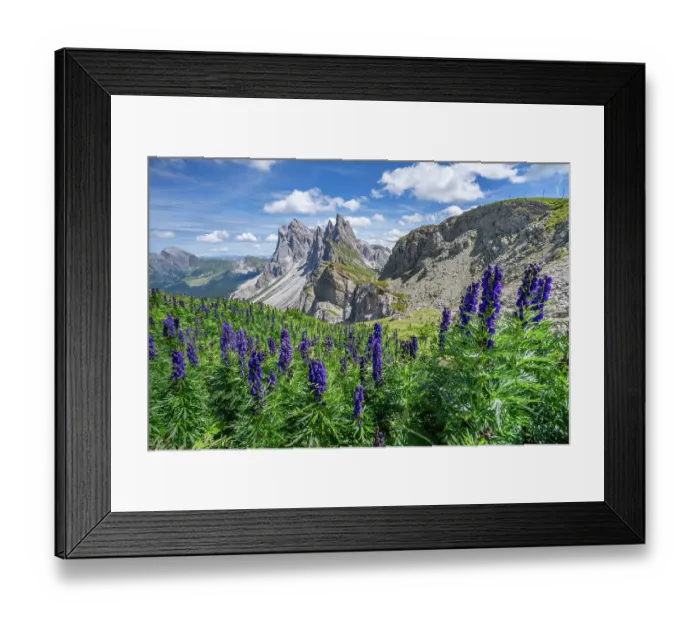 Framed Print : Monkshood (Aconitum napellus) in flower on mountainside with view to Seceda Mountain on the Adolf Munkel Hiking route, Odle / Geisler mountain group, Puez-Odle Nature Park Framed Print : Monkshood (Aconitum napellus) in flower on mountainside with view to Seceda Mountain on the Adolf Munkel Hiking route, Odle / Geisler mountain group, Puez-Odle Nature Park