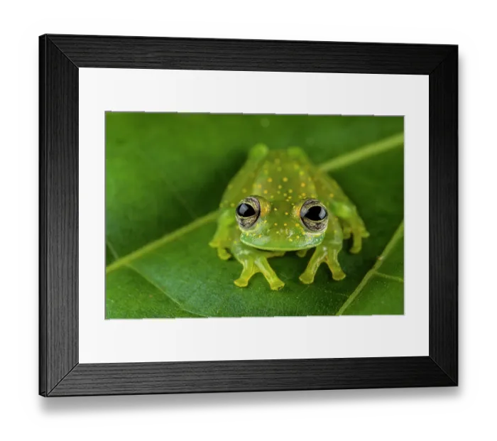 Framed Print : Cascade glass frog (Sachatamia albomaculata) sitting on leaf and looking forward, Panama Framed Print : Cascade glass frog (Sachatamia albomaculata) sitting on leaf and looking forward, Panama
