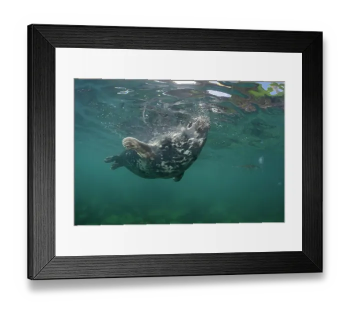 Framed Print : Grey seal (Halichoerus grypus) surfacing to take a breath, Lundy Island, Bristol Channel, Devon, UK