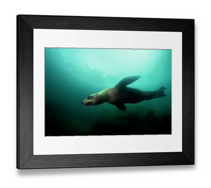 Framed Print : California sea lion (Zalophus californianus) swimming close to surface of sunlit ocean, Los Islotes, Baja California Sur, Mexico, Sea of Cortez Framed Print : California sea lion (Zalophus californianus) swimming close to surface of sunlit ocean, Los Islotes, Baja California Sur, Mexico, Sea of Cortez