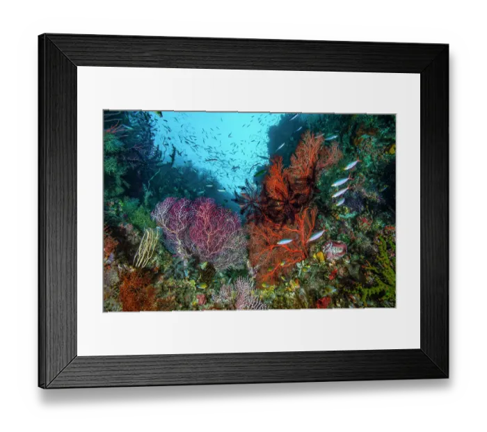 Framed Print : Gorgonian coral sea fans (Melithaeidae) with Black featherstars (Comatulida) and Banana fusiliers (Pterocaesio pisang) on coral reef, Raja Ampat, Indonesia, Pacific Ocean Framed Print : Gorgonian coral sea fans (Melithaeidae) with Black featherstars (Comatulida) and Banana fusiliers (Pterocaesio pisang) on coral reef, Raja Ampat, Indonesia, Pacific Ocean