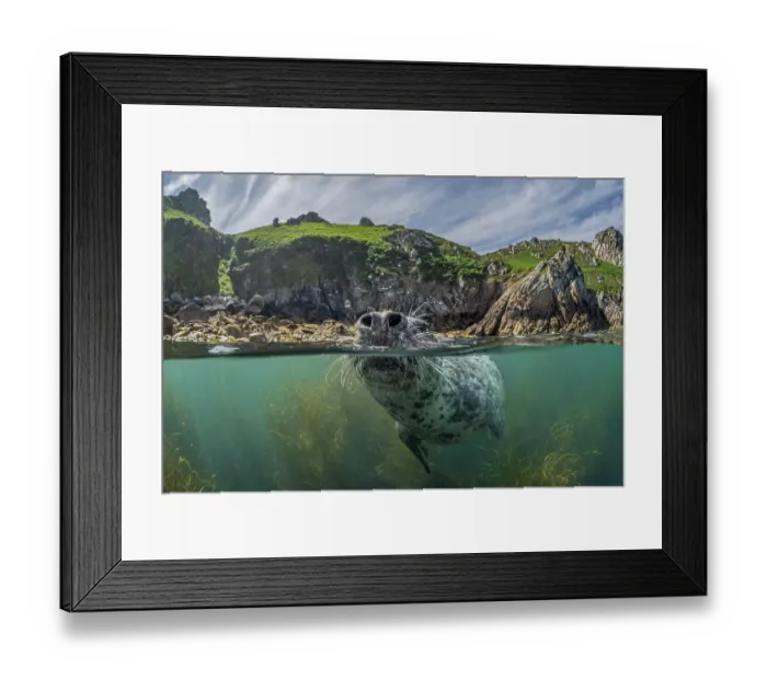 Framed Print : Split level view of Grey seal (Halichoerus grypus) female, at surface showing nostrils and whiskers, with island behind, Lundy Island, Bristol Channel, Devon, UK. July Framed Print : Split level view of Grey seal (Halichoerus grypus) female, at surface showing nostrils and whiskers, with island behind, Lundy Island, Bristol Channel, Devon, UK. July