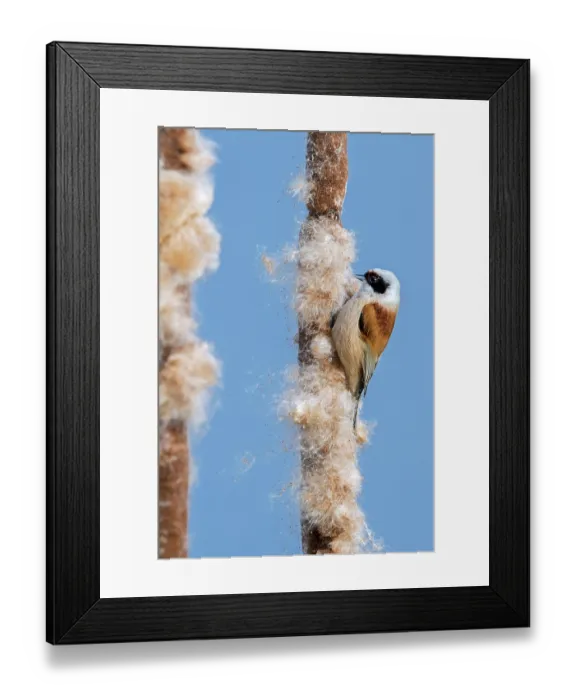 Framed Print : Eurasian penduline tit (Remiz pendulinus) looking for insects in seedhead of Common bulrush (Typha latifolia) in reedbed, Flanders, Belgium. February Framed Print : Eurasian penduline tit (Remiz pendulinus) looking for insects in seedhead of Common bulrush (Typha latifolia) in reedbed, Flanders, Belgium. February