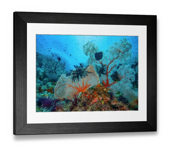 Framed Print : Gorgonian coral sea fans (Subergorgiidae) and Black featherstars (Crinoidea) on coral reef, Raja Ampat, Indonesia, Pacific Ocean Framed Print : Gorgonian coral sea fans (Subergorgiidae) and Black featherstars (Crinoidea) on coral reef, Raja Ampat, Indonesia, Pacific Ocean