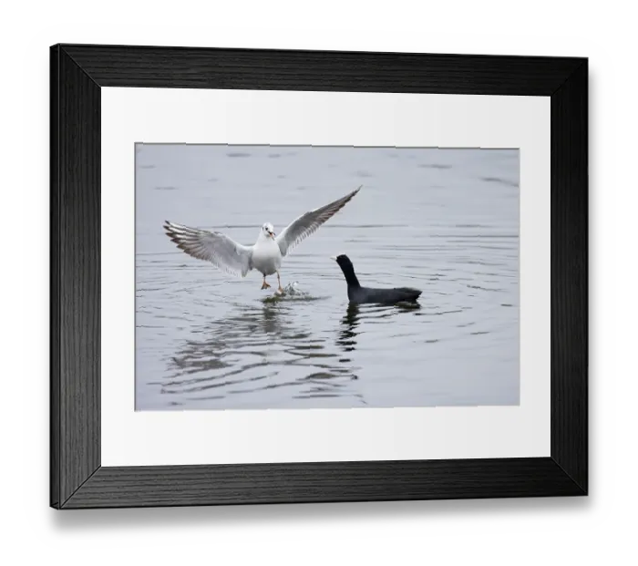 Framed Print : Black-headed gull (Chroicocephalus ridibundus) on water stealing food from a Coot (Fulica atra), Norwich, Norfolk, England, UK. November Framed Print : Black-headed gull (Chroicocephalus ridibundus) on water stealing food from a Coot (Fulica atra), Norwich, Norfolk, England, UK. November