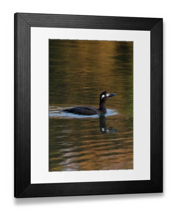 Framed Print : Velvet scoter (Melanitta fusca) juvenile on water, Oulton Broad, Suffolk, England, UK. November Framed Print : Velvet scoter (Melanitta fusca) juvenile on water, Oulton Broad, Suffolk, England, UK. November