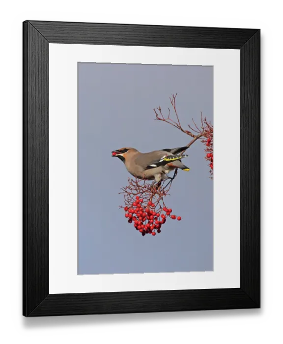 Framed Print : Waxwing (Bombycilla garrulus) perched on branch with berries, Norfolk, England, UK. November Framed Print : Waxwing (Bombycilla garrulus) perched on branch with berries, Norfolk, England, UK. November
