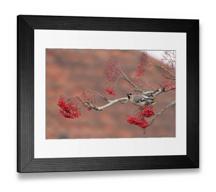 Framed Print : Waxwing (Bombycilla garrulus) perched on branch with red berries, Norfolk, England, UK. November Framed Print : Waxwing (Bombycilla garrulus) perched on branch with red berries, Norfolk, England, UK. November