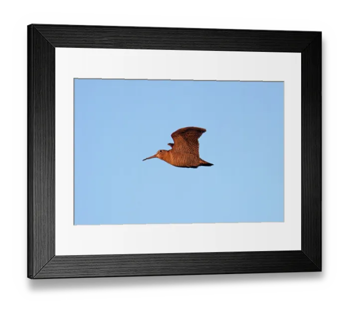 Framed Print : Eurasian woodcock (Scolopax rusticola) in flight against blue sky, Norfolk, England, UK. November Framed Print : Eurasian woodcock (Scolopax rusticola) in flight against blue sky, Norfolk, England, UK. November