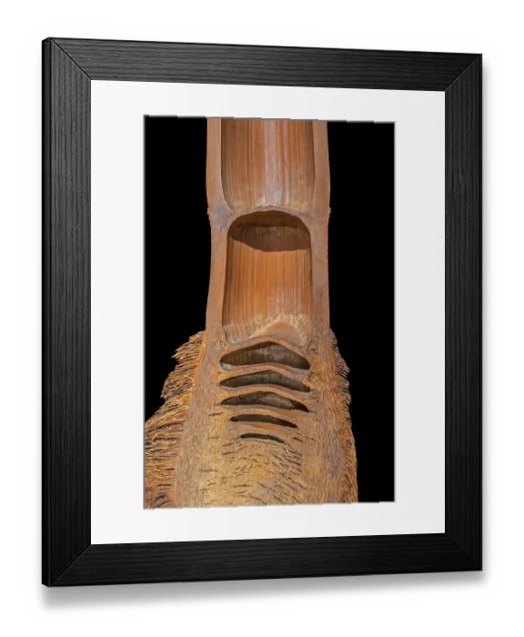 Framed Print : Lengthwise cut Bamboo cane (Bambusa sp.) inside showing hollow woody stem cavities, internodes and rhizome roots Framed Print : Lengthwise cut Bamboo cane (Bambusa sp.) inside showing hollow woody stem cavities, internodes and rhizome roots