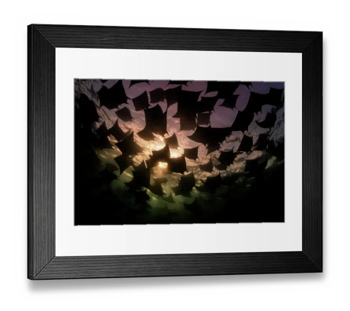Framed Print : Munk's devil rays (Mobula munkiana) large shoal aggregating underwater, silhouetted in evening sunlight, La Ventana, Baja California, Mexico, Sea of Cortez Framed Print : Munk's devil rays (Mobula munkiana) large shoal aggregating underwater, silhouetted in evening sunlight, La Ventana, Baja California, Mexico, Sea of Cortez