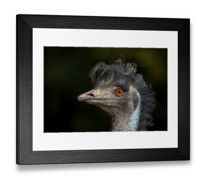 Framed Print : Emu (Dromaius novaehollandiae) head portrait. Captive, occurs in Australia Framed Print : Emu (Dromaius novaehollandiae) head portrait. Captive, occurs in Australia