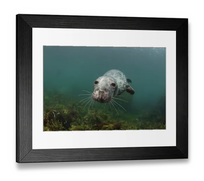 Framed Print : Grey seal (Halichoerus grypus) juvenile female, swimming over reef covered in algae, Lundy Island, Bristol Channel, Devon, UK