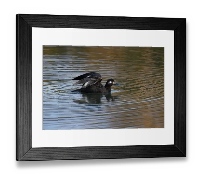 Framed Print : Velvet scoter (Melanitta fusca) juvenile on water spreading its wings, Oulton Broad, Suffolk, England, UK. November Framed Print : Velvet scoter (Melanitta fusca) juvenile on water spreading its wings, Oulton Broad, Suffolk, England, UK. November
