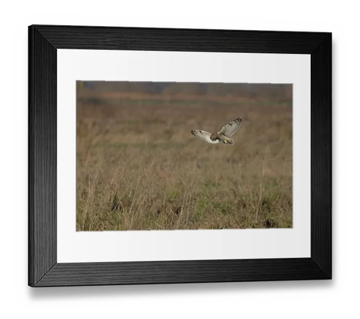 Framed Print : Short-eared owl (Asio flammeus) hunting over grassland, St Benet's Abbey, Norfolk, England, UK. December Framed Print : Short-eared owl (Asio flammeus) hunting over grassland, St Benet's Abbey, Norfolk, England, UK. December