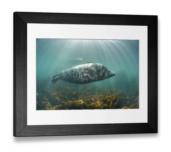 Framed Print : Grey seal (Halichoerus grypus) female, swimming upside down over Golden kelp (Laminaria ochroleuca) with sunrays, Lundy Island, Bristol Channel, Devon, UK Framed Print : Grey seal (Halichoerus grypus) female, swimming upside down over Golden kelp (Laminaria ochroleuca) with sunrays, Lundy Island, Bristol Channel, Devon, UK