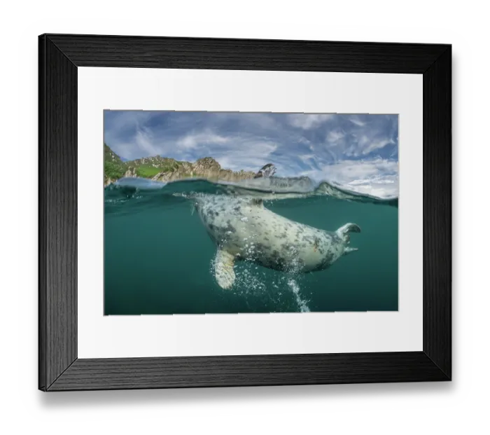 Framed Print : Split level view of Grey seal (Halichoerus grypus) rolling over and splashing at water surface, with island in background, Lundy Island, Bristol Channel, Devon, UK Framed Print : Split level view of Grey seal (Halichoerus grypus) rolling over and splashing at water surface, with island in background, Lundy Island, Bristol Channel, Devon, UK