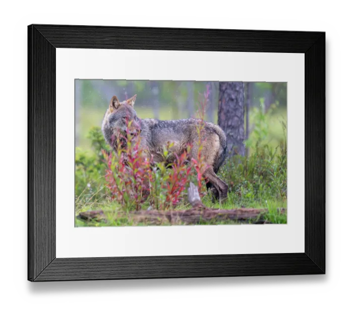 Framed Print : Eurasian wolf (Canis lupus) standing in forest clearing in the rain, Kuikka camp, Kuhmo, Finland. August Framed Print : Eurasian wolf (Canis lupus) standing in forest clearing in the rain, Kuikka camp, Kuhmo, Finland. August