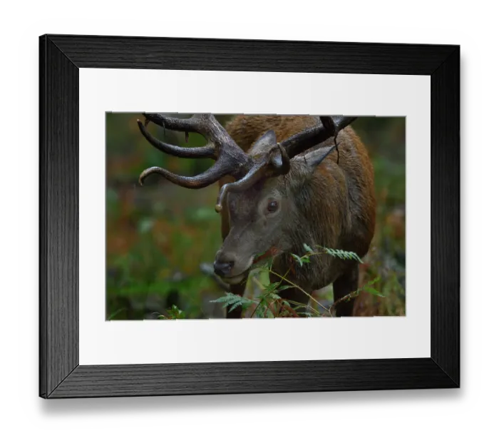 Framed Print : Red deer (Cervus elaphus) stag, feeding, Yonne, Bourgogne-Franche-Comte, France. September