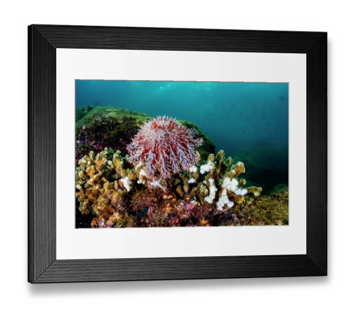 Framed Print : Crown of thorns seastar (Acanthaster planci) feeding on coral on reef, Los Islotes, Baja California Sur, Mexico, Sea of Cortez Framed Print : Crown of thorns seastar (Acanthaster planci) feeding on coral on reef, Los Islotes, Baja California Sur, Mexico, Sea of Cortez