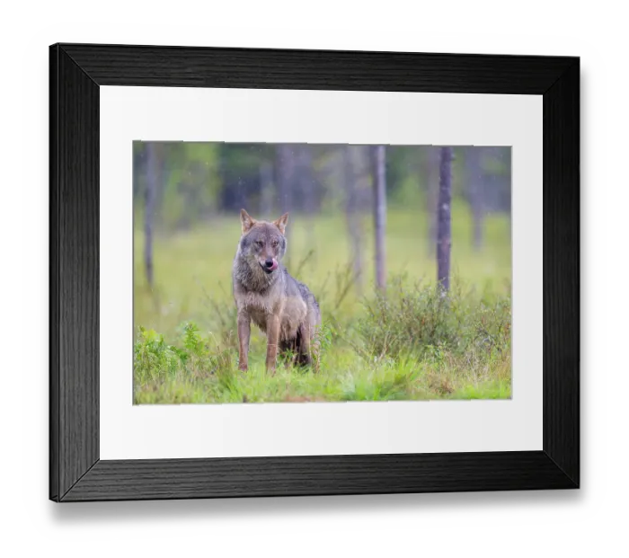 Framed Print : Eurasian wolf (Canis lupus) standing in forest clearing in the rain, licking its nose, Kuikka camp, Kuhmo, Finland. August Framed Print : Eurasian wolf (Canis lupus) standing in forest clearing in the rain, licking its nose, Kuikka camp, Kuhmo, Finland. August